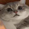 1031535