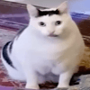 1066173