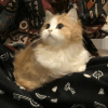 1126550