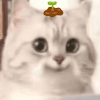 1207248