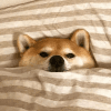 439217