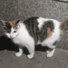 48233