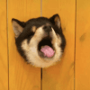 553371