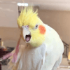 934455